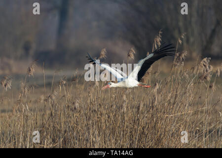 Une Cigogne Blanche (Ciconia ciconia) survolant reed Banque D'Images