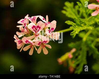 Libre d'une rose rose fleur de géranium (Pelargonium graveolens) dans un jardin de printemps Banque D'Images