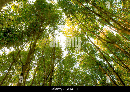 Spring Summer Sun Shining Through couvert de grands arbres. La lumière du soleil dans la forêt de feuillus, en été la nature. Branches supérieures des arbres.Woods Arrière-plan. Banque D'Images