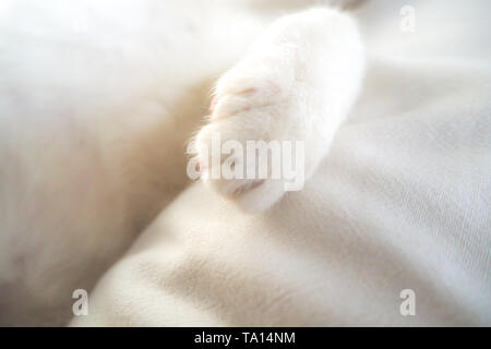Chat blanc paw adorable gentil animal au lit sentiment doux fond Idée de vacances Banque D'Images
