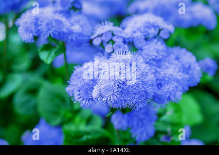 Close up of agérate fleurs dans le jardin. Banque D'Images