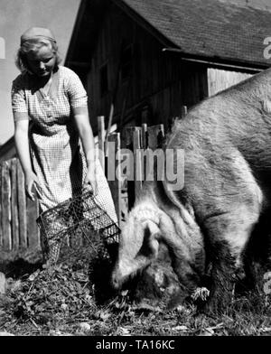 Membre de la BDM de Graz rss un sanglier au cours de son service dans un Landjahr de Haute-bavière camp sur l'Ammersee. Banque D'Images