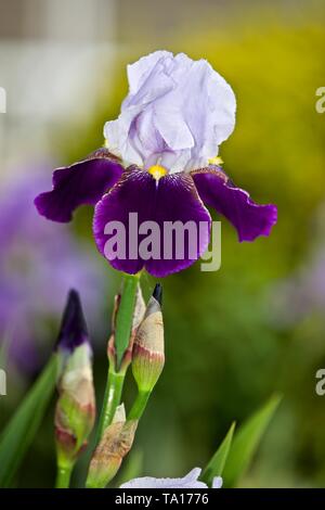 Iris barbu 'Amigo' avec pétales standard violet clair et pétales de chute violets Banque D'Images