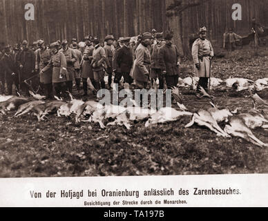 L'empereur Guillaume II (droit à l'uniforme de chasse), avec son accompagnateur, le tsar russe Nicolas II (à gauche à côté de lui), la mise en jachère des cerfs tués (27) après qu'un tribunal la chasse (fladry) à Oranienburg, Brandebourg, la Prusse. Sur la gauche avec le bâton de marche, Oberstjaegermeister ( Chef maître de chasse) Heinrich von Heintze-Weissenrode, sur la gauche à côté d'Otto Fürst zu Stolberg-Wernigerode. Banque D'Images