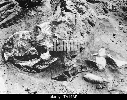 Cette photo montre un crâne de dinosaure en place qui a été trouvé dans le désert de Gobi en Mongolie sous la direction du paléontologue américain dr. Roy Chapman Andrews. Banque D'Images