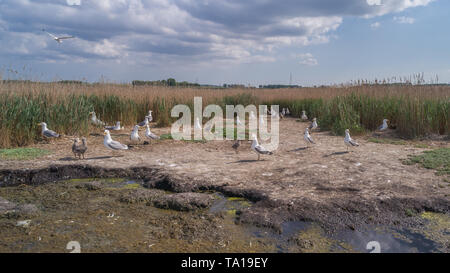 Colonie de mouettes dans le Delta du Danube, Roumanie Banque D'Images