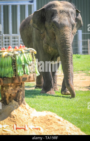 Au Royaume-Uni, de Whipsnade, 21 mai 2019. Ses taches Lucha cake en quelques secondes. L'éléphant d'Asie femelle 'Lucha' et son troupeau sont traités pour un anniversaire surprise de proportions gigantesques quand l'ancien Great British Bake Off finaliste, Richard Burr, les présente avec un énorme gâteau d'anniversaire spécialement conçu au ZSL zoo de Whipsnade. Le gâteau fait partie du Zoo, les célébrations pour l'éléphant, qui tourne 37 ans cette semaine. Credit : Imageplotter/Alamy Live News Banque D'Images