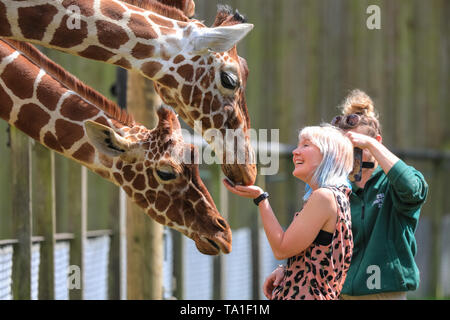 ZSL zoo de Whipsnade, UK - 21 mai 2019. L'alimentation du personnel des parents, Luna et Bashu, ainsi que le reste de la troupe. Le nouveau bébé giraffe réticulée (Giraffa camelopardalis reticulata) est né à première fois maman et papa Luna Bashu 4 il y a quelques semaines et a été nommée Khari. ce qui signifie 'Roi' en Swahili Crédit : Imageplotter/Alamy Live News Banque D'Images