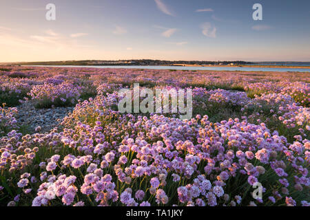 Portland, Dorset, UK. 21 mai, 2019. Météo britannique. Un tapis d'Arméria rose Floraison sur Chesil Beach sur l'Île de Portland, dans le Dorset peu avant le coucher du soleil à la fin d'une chaude journée ensoleillée. Crédit photo : Graham Hunt/Alamy Live News Banque D'Images