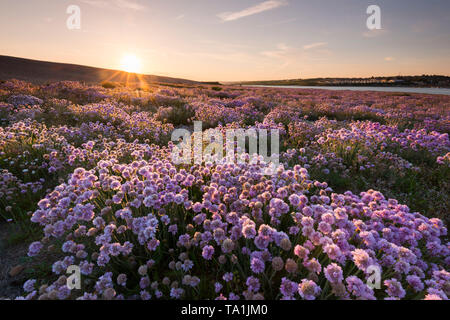 Portland, Dorset, UK. 21 mai, 2019. Météo britannique. Un tapis d'Arméria rose Floraison sur Chesil Beach sur l'Île de Portland, dans le Dorset peu avant le coucher du soleil à la fin d'une chaude journée ensoleillée. Crédit photo : Graham Hunt/Alamy Live News Banque D'Images