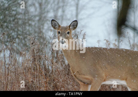 Un cerf de Virginie se retourne vers le photographe à Lynde Shores Conservation Area, Whitby, Ontario, Canada Banque D'Images