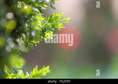 Buis décoratif vert frais lumineux bush brunch sur red blurred copie espace arrière-plan. L'art de jardinage et l'agriculture, concept. Banque D'Images