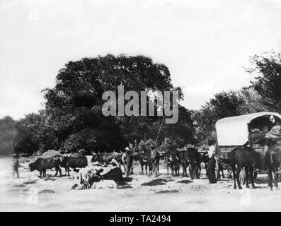 Août Luederitz, un pionnier de l'époque coloniale, s'occupe d'un transport de boeufs dans le Damaraland sur le territoire de la colonie allemande de l'Afrique du Sud-ouest allemand. (Photo non datée) Banque D'Images