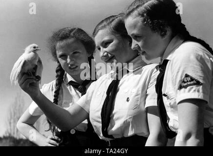 Les membres de la BDM du Gau 'Ost Kurmark" sont maintenant un poussin poulet sur la ferme de l'auberge de jeunesse près de Sandseeheim Reppen à Brandebourg (maintenant Rzepin en Pologne ). Les filles étaient d'y travailler en tant que service d'urgence dans le cadre de l'Reichswerbe- und Opfertag (fête du sacrifice) de l'Association Auberge de Jeunesse allemande. Banque D'Images