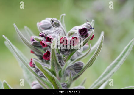 Houndstongue (Cynoglossum officinale) floraison sur Wolstonbury Hill - South Downs, West Sussex Banque D'Images