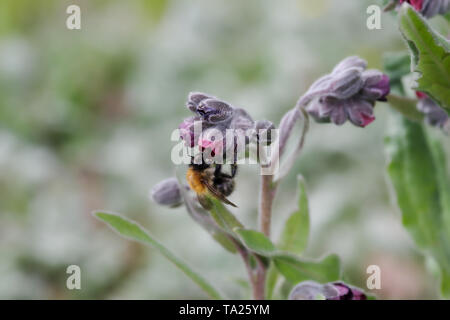 Houndstongue (Cynoglossum officinale) floraison sur Wolstonbury Hill - South Downs, West Sussex Banque D'Images