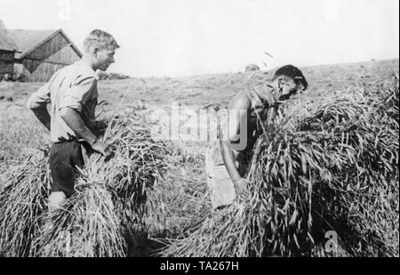 Un jeune homme bottes sur un champ de céréales dans le cadre du Landdienst (Agricultural Service) de la Deutsche Freischar. Banque D'Images