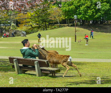 Nara, Japon - Apr 11, 2019. Les gens se nourrissent les cerfs sacrés à Nara Park, au Japon. La tradition locale dit que nara deer étaient sacrés en raison d'une visite d'Takemik Banque D'Images