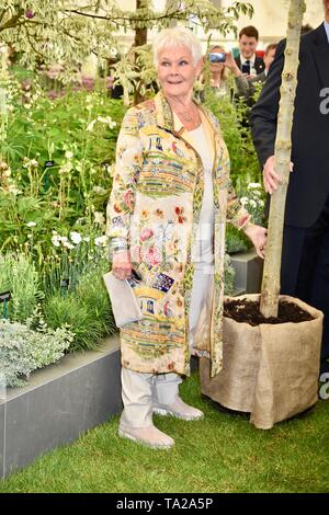 Dame Judi Dench a été présenté avec un jeune arbre orme de lancer la re-elming de la campagne britannique à partir de cette année. Pépinières Hillier, RHS Chelsea Flower Show, appuyez sur Jour, Londres Banque D'Images