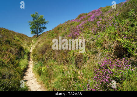 UK,Derbyshire, Peak District,sentier traverse Heather sur Lawrence Champ près de la succession Longshaw Banque D'Images