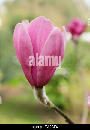 Magnolia 'Ian's Red' blossoms - un hybride entre M. 'Vulcan' M. x soulangeana 'Burgundy'. Banque D'Images