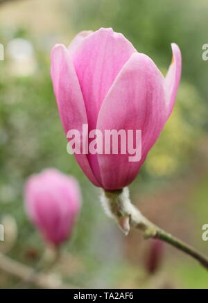 Magnolia 'Ian's Red' blossoms - un hybride entre M. 'Vulcan' M. x soulangeana 'Burgundy'. Banque D'Images