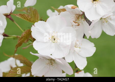 Matsumae Prunus-usu-beni kokonoe-fleurs. Ornamental Japanese cherry Banque D'Images