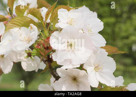 Matsumae Prunus-usu-beni kokonoe-fleurs. Ornamental Japanese cherry Banque D'Images