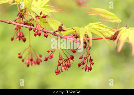 Acer palmatum 'Osakazuki' fleurs et feuillage frais du printemps - UK Banque D'Images