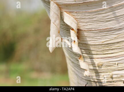 Le Betula ermanii 'Polar Bear'. Ornement blanc, écorce de bouleau du Erman 'polar bear'. Banque D'Images