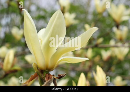 Magnolia 'Elizabeth' fleurit au printemps. Également appelé Magnolia x brooklynensis 'Elizabeth'. Aga Banque D'Images