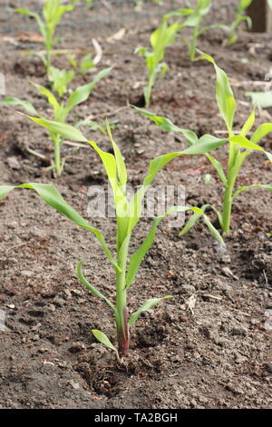 Le maïs. Maïs doux 'jeunes' incroyable F1 plantes poussant dans une grille d'aide à la formation de la pollinisation par le vent - UK potager Banque D'Images