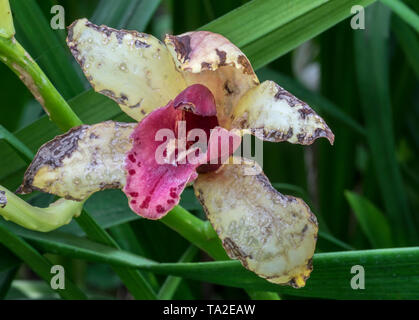 Cymbidium, voile d'espèces d'orchidées dans la famille des orchidées Orchidaceae Banque D'Images