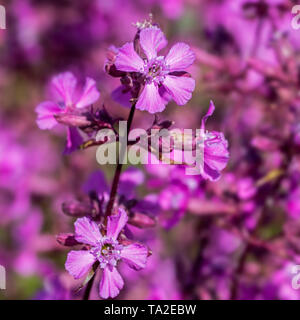 Sticky scouler / clammy campion (Lychnis viscaria / Silene viscaria) en fleurs Banque D'Images