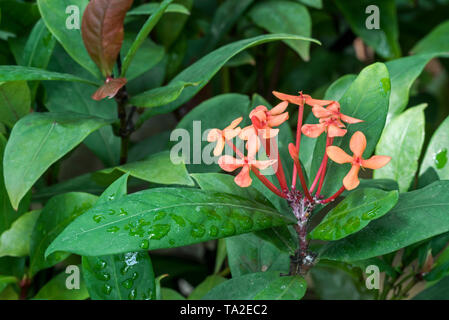 Woodflame chinois / Chinois (ixora Ixora chinensis) arbuste en fleurs indigènes de la Chine, la Malaisie, l'Indonésie Banque D'Images
