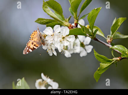 Papillon belle dame, Vanessa cardui dans blooming cherry flowers Banque D'Images