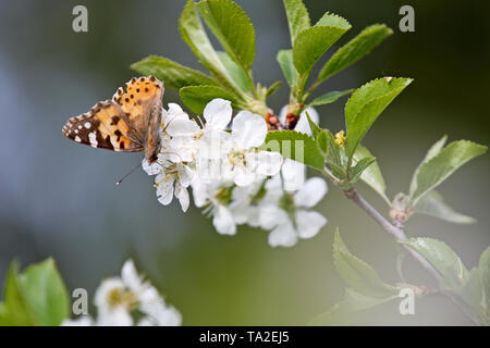 Papillon belle dame, Vanessa cardui dans blooming cherry flowers Banque D'Images