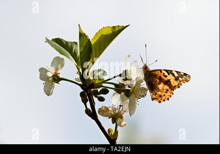 Papillon belle dame, Vanessa cardui dans blooming cherry flowers Banque D'Images