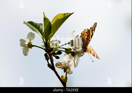 Papillon belle dame, Vanessa cardui dans blooming cherry flowers Banque D'Images