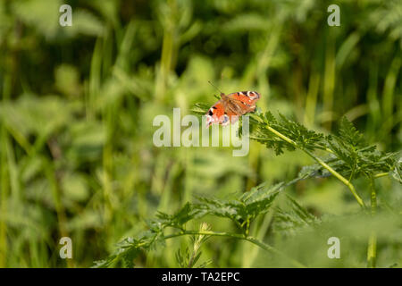 Peacock Butterfly le calme près de la rivière Stour Banque D'Images