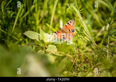 Peacock Butterfly le calme près de la rivière Stour Banque D'Images