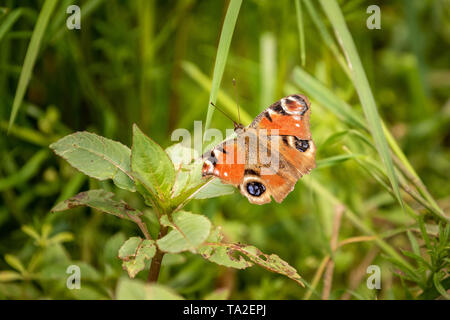 Peacock Butterfly le calme près de la rivière Stour Banque D'Images