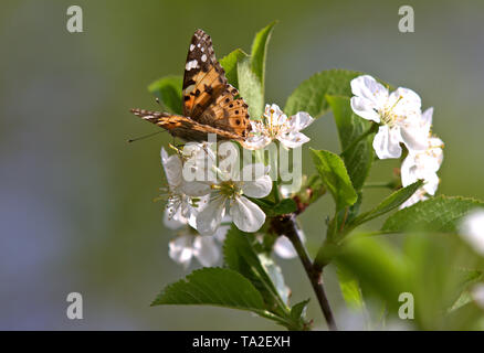 Papillon belle dame, Vanessa cardui dans blooming cherry flowers Banque D'Images