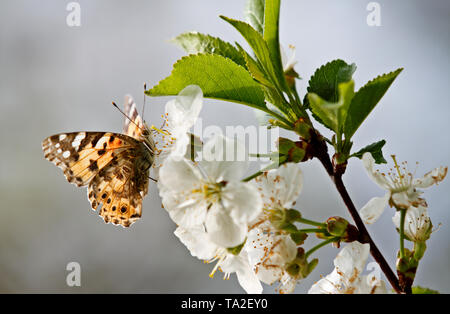 Papillon belle dame, Vanessa cardui dans blooming cherry flowers Banque D'Images