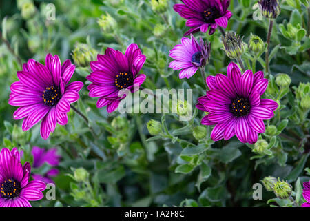 Marguerites africaines violet Banque D'Images