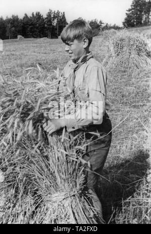 Un jeune homme bottes sur un champ de céréales dans le cadre du Landdienst (Agricultural Service) de la Deutsche Freischar. Banque D'Images