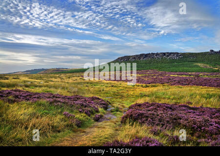 UK,Yorkshire du Sud, Peak District, près de Sheffield, approche de Higger Tor avec Heather en pleine floraison Banque D'Images