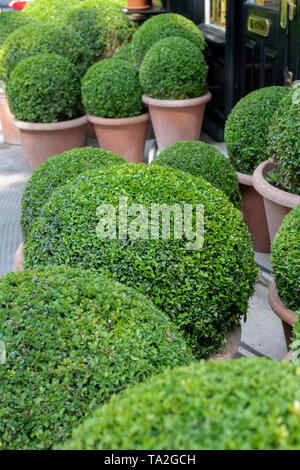 Buxus sempervirens. Boîte ronde en topiaire de couverture à l'extérieur des pots de plantes Nicholas Haslam shop dans Ebury Street. Belgravia, Londres, Angleterre Banque D'Images