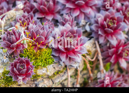 Image de plantes succulentes avec arrière-plan flou Banque D'Images