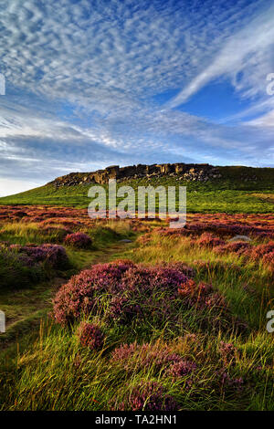 UK,Yorkshire du Sud, Peak District, près de Sheffield, approche de Higger Tor avec Heather en pleine floraison Banque D'Images